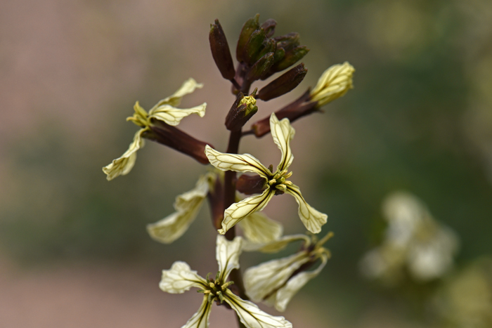 Salad Rocket has showy flowers that may be white, creamy-white or yellow. Note in the photo that the flowers have dark brown, green of purple veins. Eruca vesicaria ssp. sativa 
Common Name: Salad Rocket
